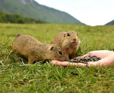 Na Zbojskej - Zbojska