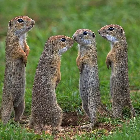 Na Zbojskej - Zbojska Pohronska Polhora