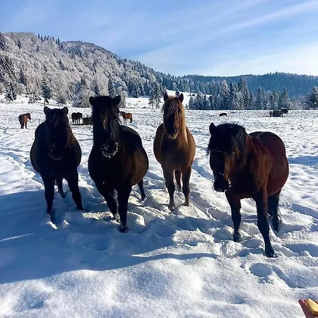 Na Zbojskej - Zbojska Horská chata *