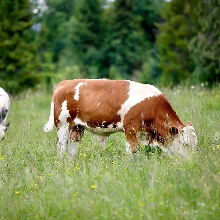 Na Zbojskej - Zbojska Alpehytte